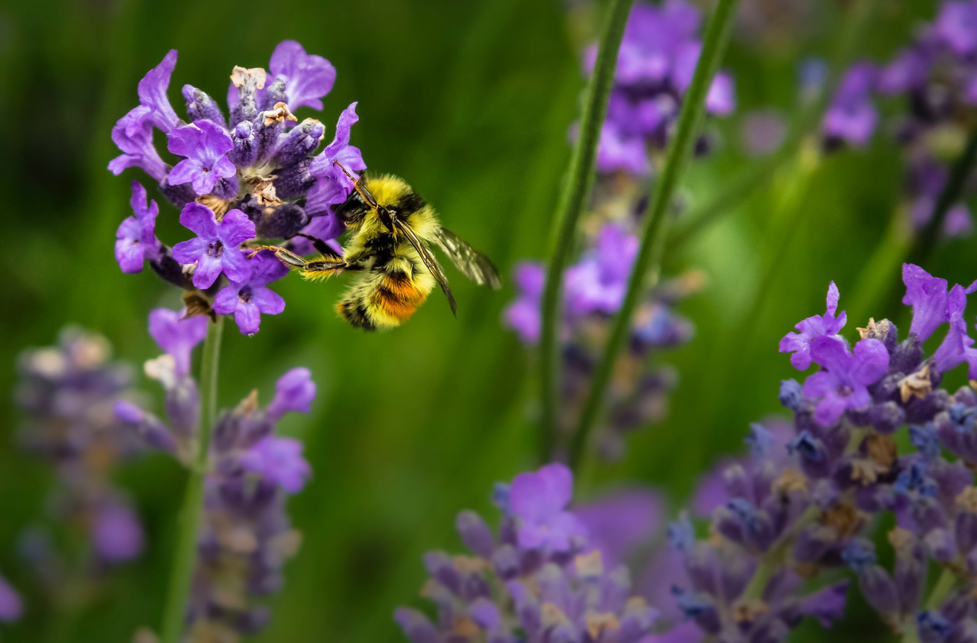 Quick Fact: One third of the food that we consume each day relies on pollination mainly by bees.