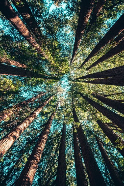 Wälder – Wie genau tragen sie eigentlich zum Klimaschutz bei?