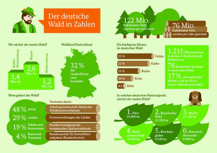 Wälder – Wie genau tragen sie eigentlich zum Klimaschutz bei?