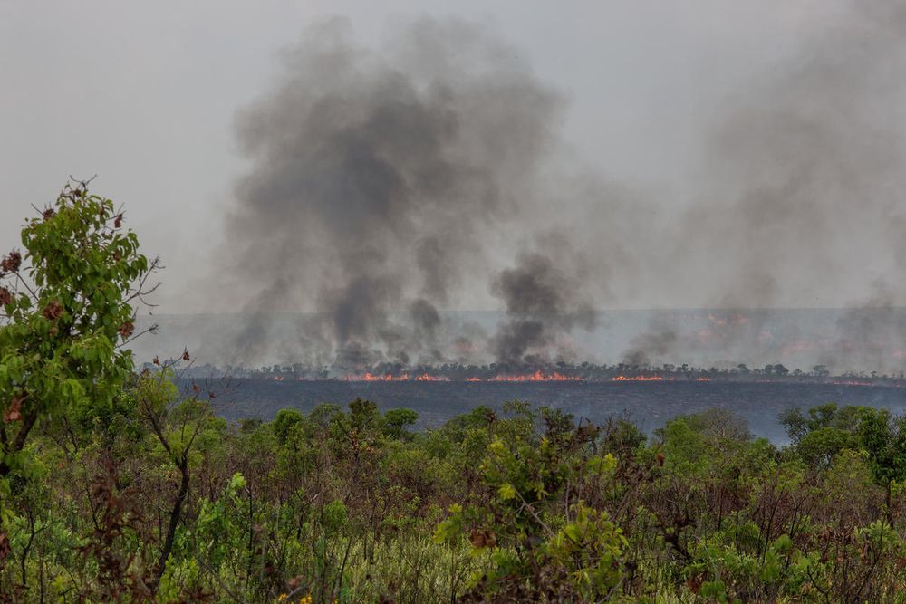 Huge fires destroy tropical ecosystems on one million hectares a year @ David Bebber/WWF-UK