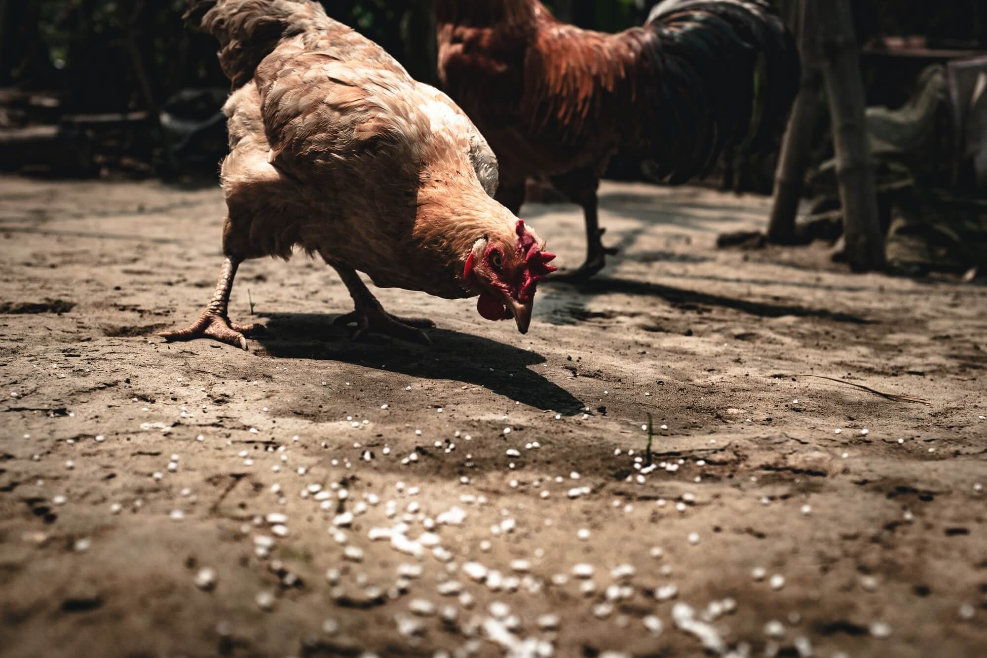 Live Stock Farming - Problems & Solutions Live Stock Farming - Problems & Solutions