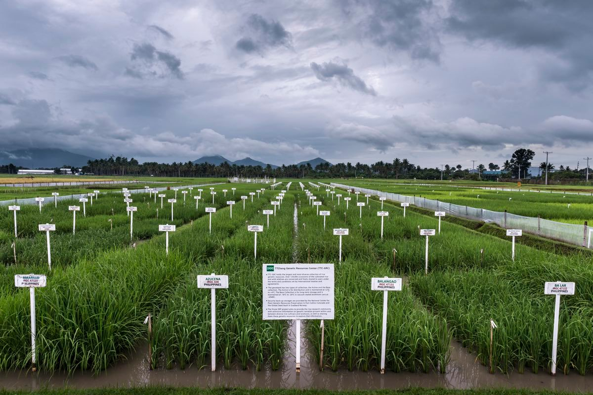 Rice Cultivation in the Philippines.