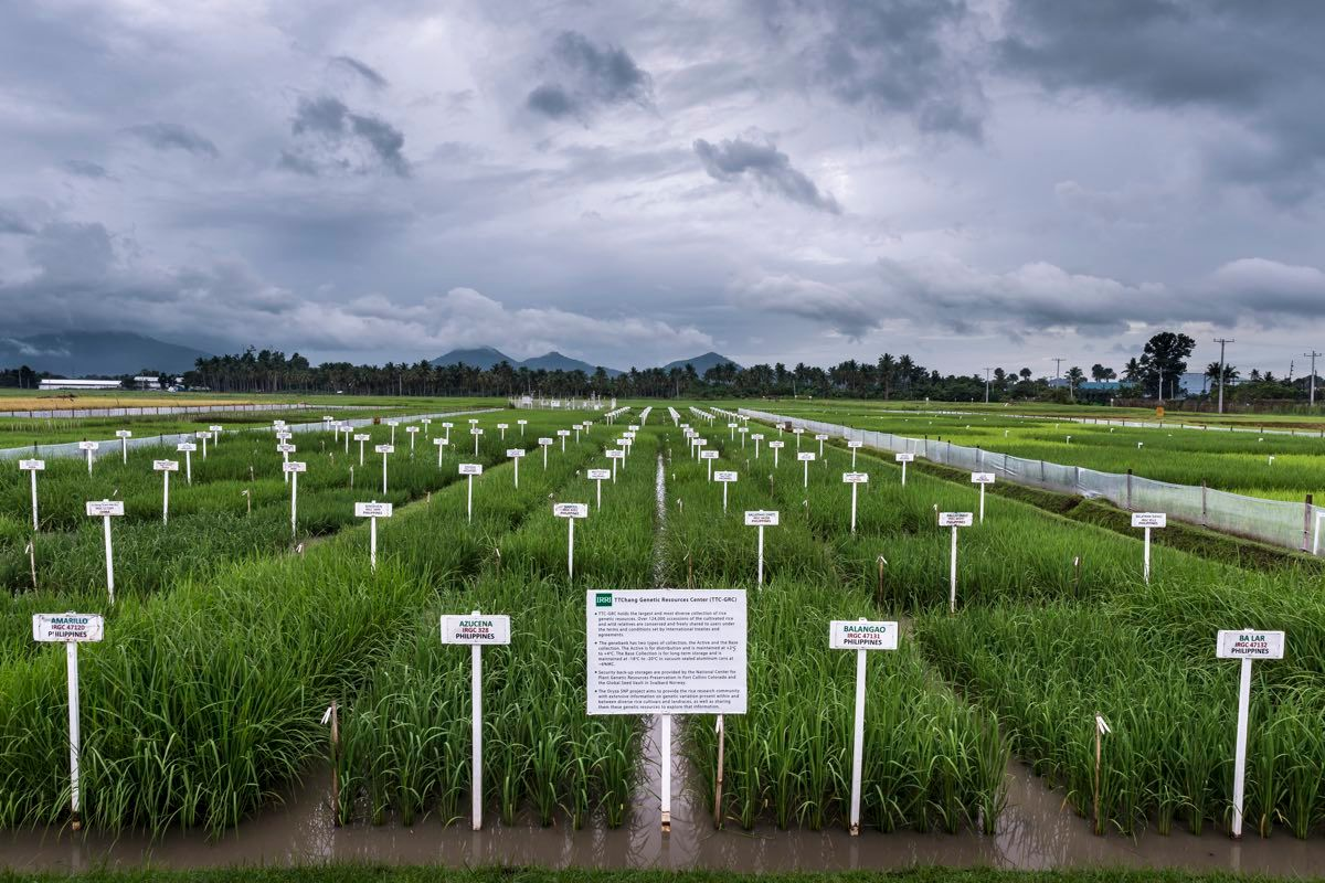 Rice Cultivation in the Philippines. 