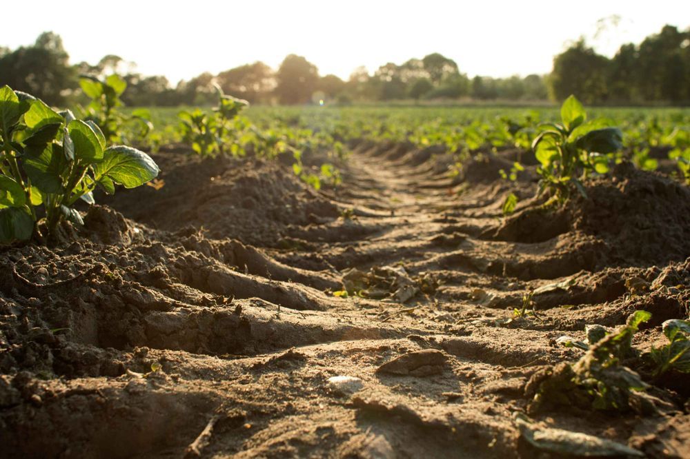 Ackerboden mit Traktorspuren, gründe Pflänzchen wachsen auf dem Feld im Abendlicht