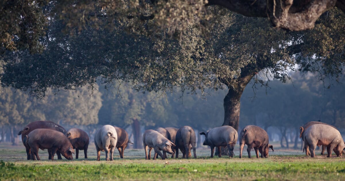 Eine Gruppe von 12 freilaufenden Schweinen frißt unter einem großen Baum