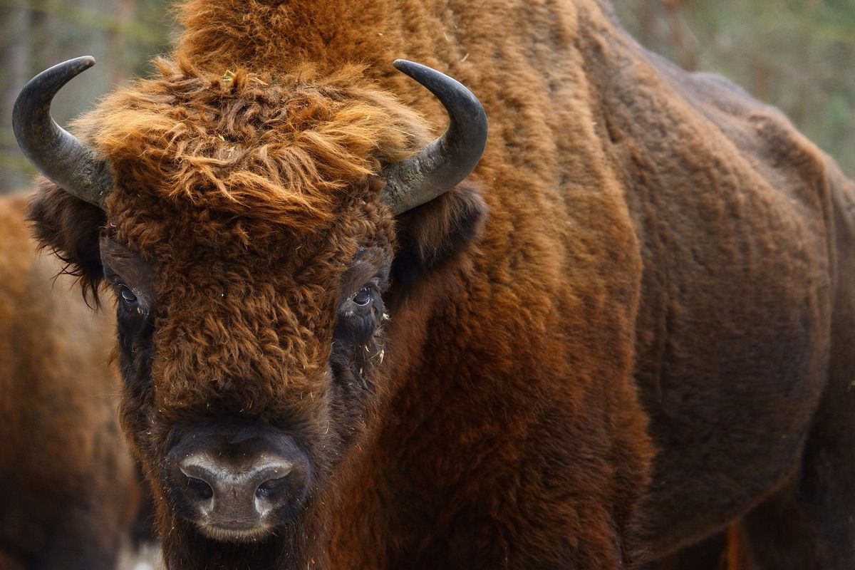 Bison schaut frontal in die Kamera, braunes Zottelfell und große Hörner