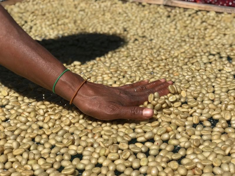 Hand eines Kaffeepflückers fährt über helle Kaffeebohnen
