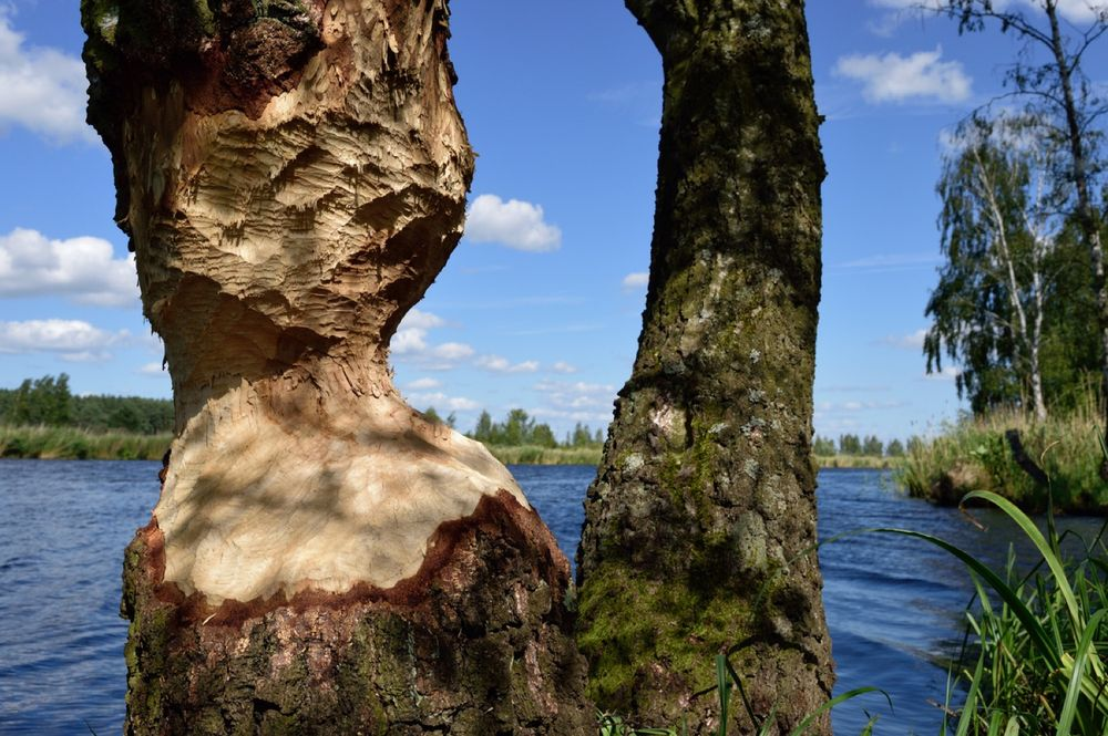 Tree trunk on the shore of a lake with nibbling marks from the beaver