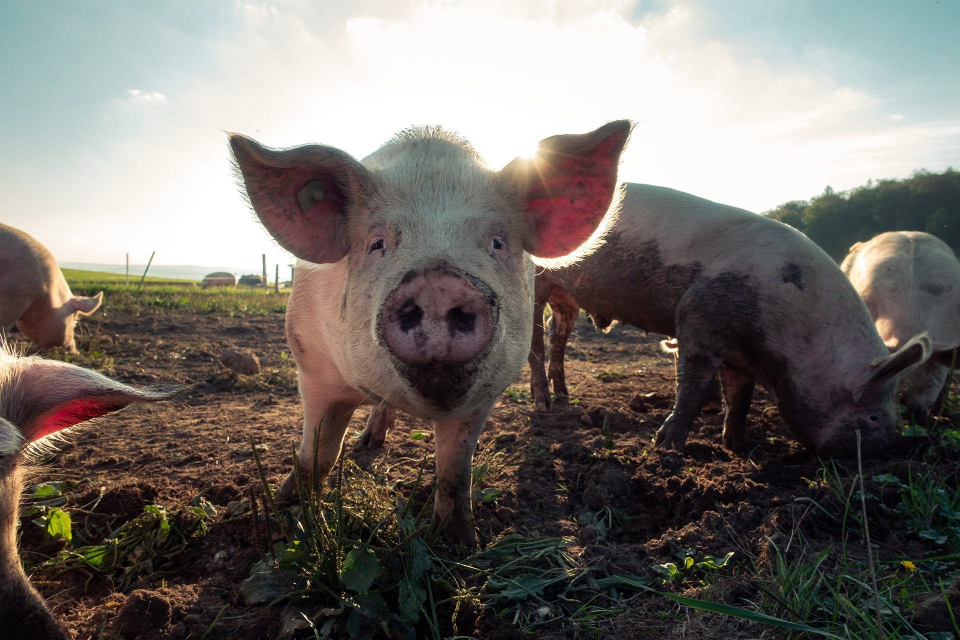 Unsere große kleine Farm