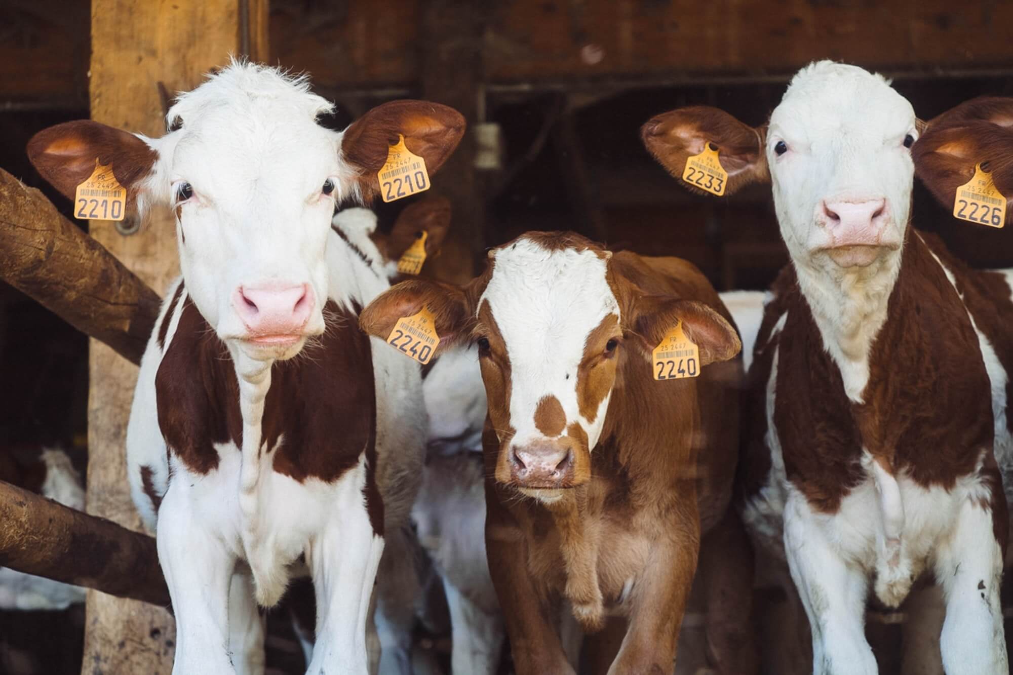 Massentierhaltung – Wie können wir mehr Tierwohl erreichen?