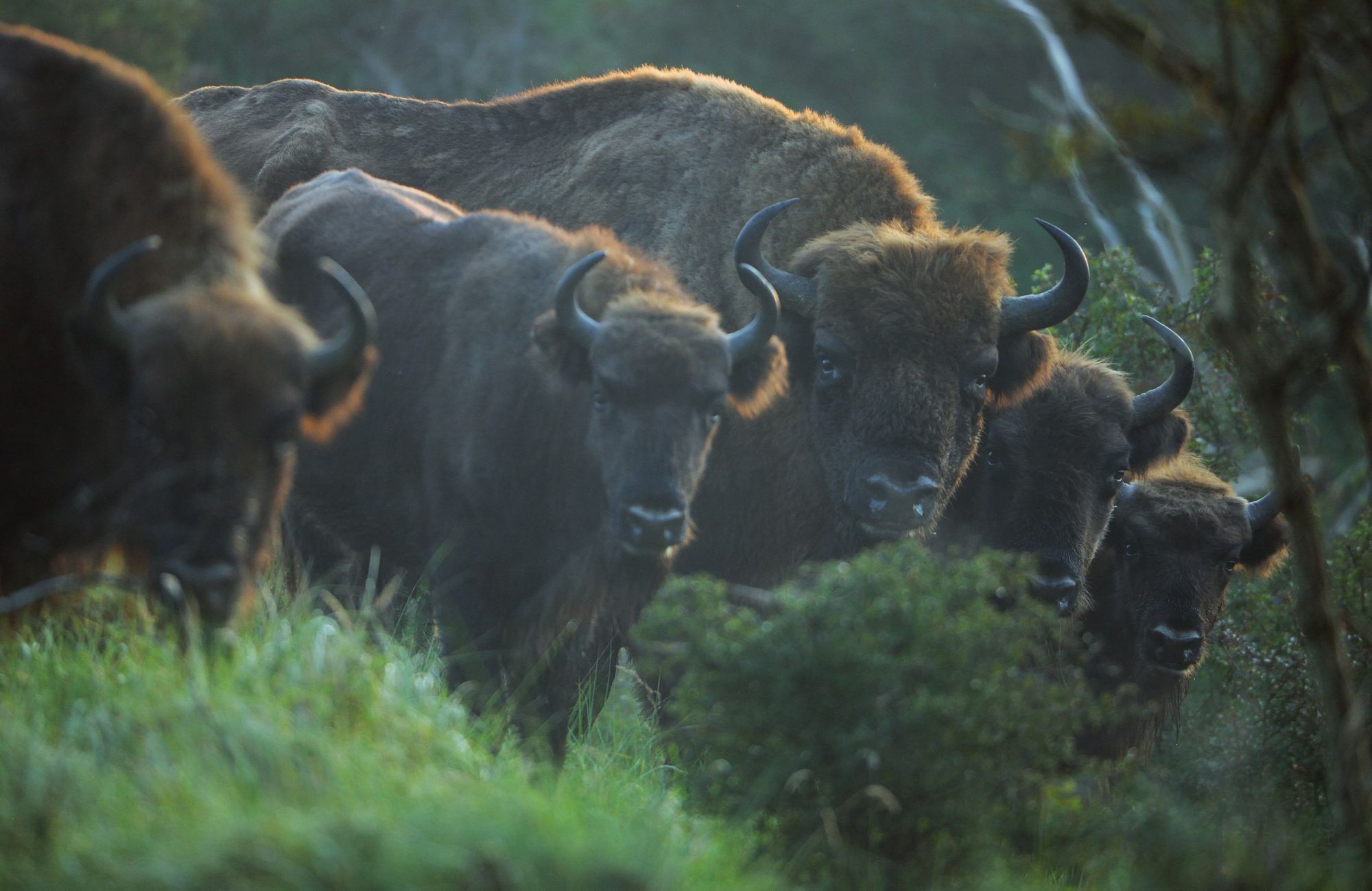 Making Europe Wild Again – The valuable work of Rewilding and Renaturation