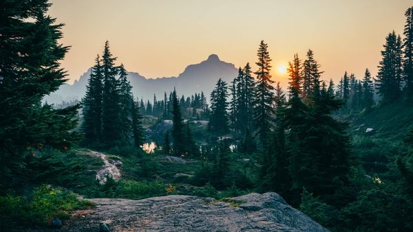 Wälder – Wie genau tragen sie eigentlich zum Klimaschutz bei?