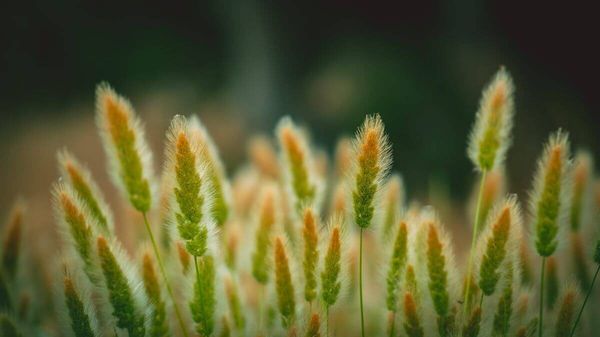 Vandana Shiva: "Eine andere Welt ist möglich" - Ein kurzer Einblick