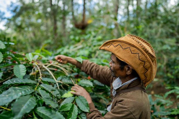 Wild Coffee and the future of the globale Coffee Industry